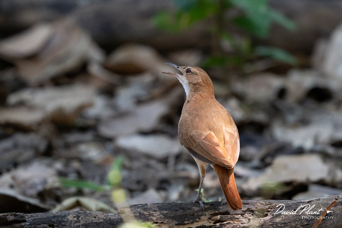 DPPhotography - Pantanal - Rufous hornero - B.jpg - Rufous hornero - Pantanal, Brazil