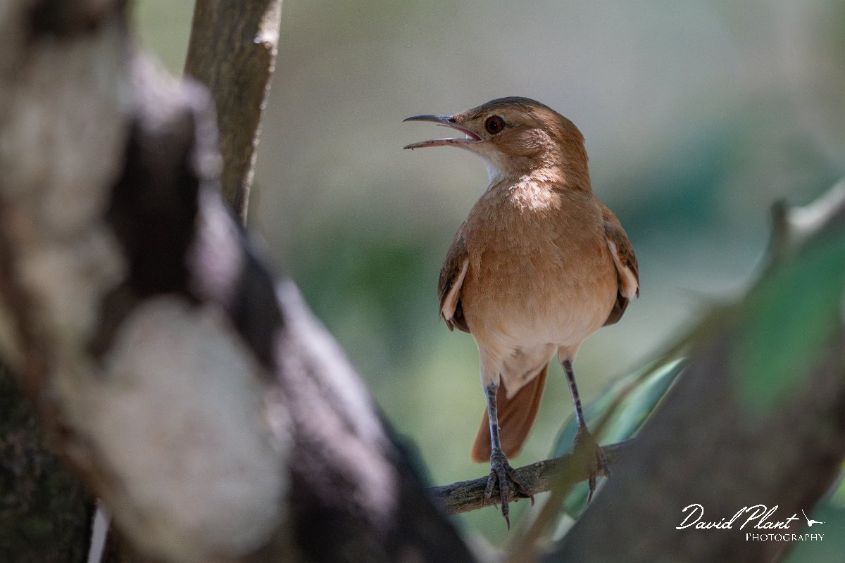 DPPhotography - Pantanal - Rufous hornero - C.jpg - Rufous hornero - Pantanal, Brazil