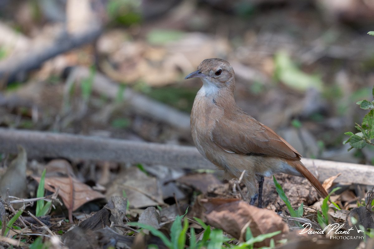 DPPhotography - Pantanal - Rufous hornero - D.jpg - Rufous hornero - Pantanal, Brazil