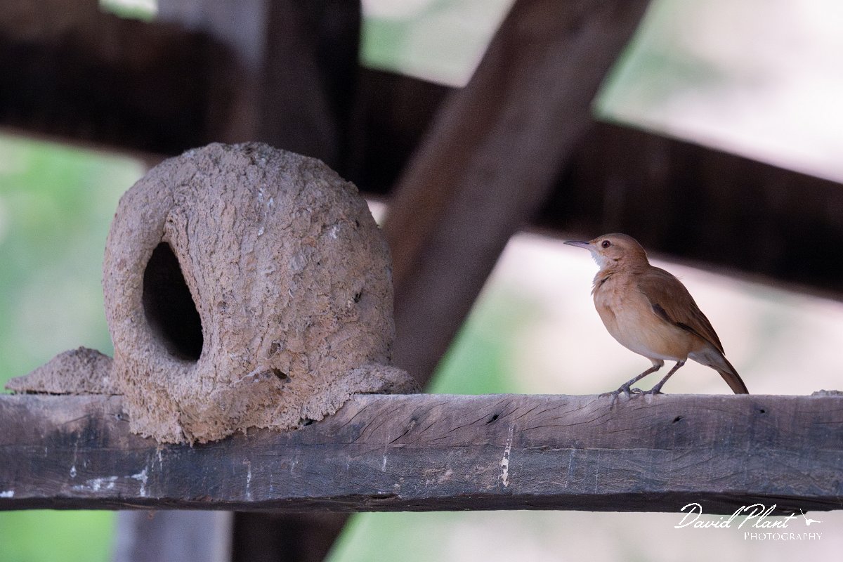 DPPhotography - Pantanal - Rufous hornero - E.jpg - Rufous hornero - Pantanal, Brazil