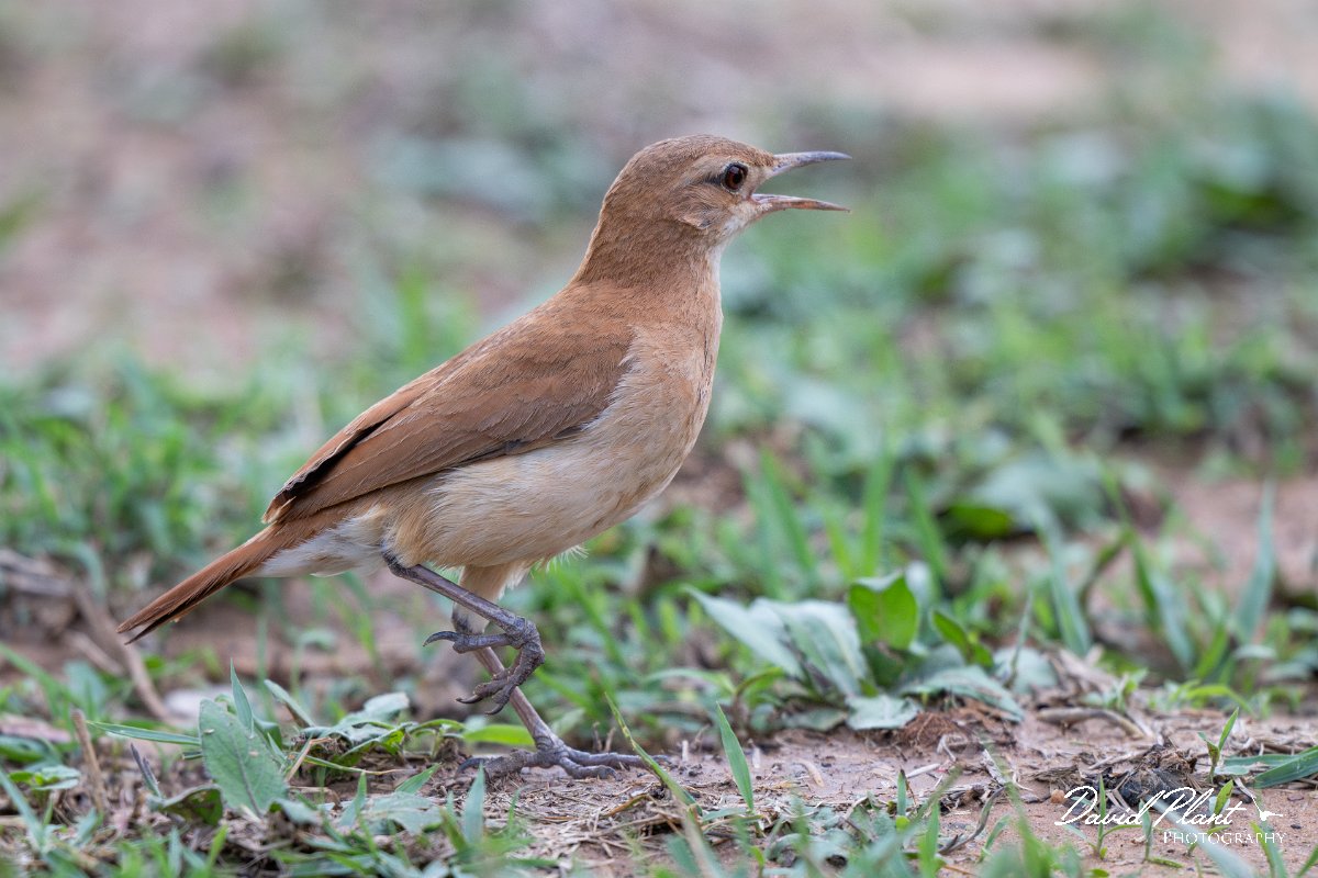 DPPhotography - Pantanal - Rufous hornero - G.jpg - Rufous hornero - Pantanal, Brazil