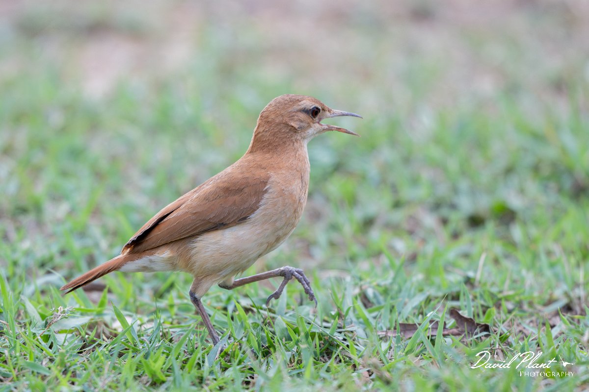 DPPhotography - Pantanal - Rufous hornero - H.jpg - Rufous hornero - Pantanal, Brazil
