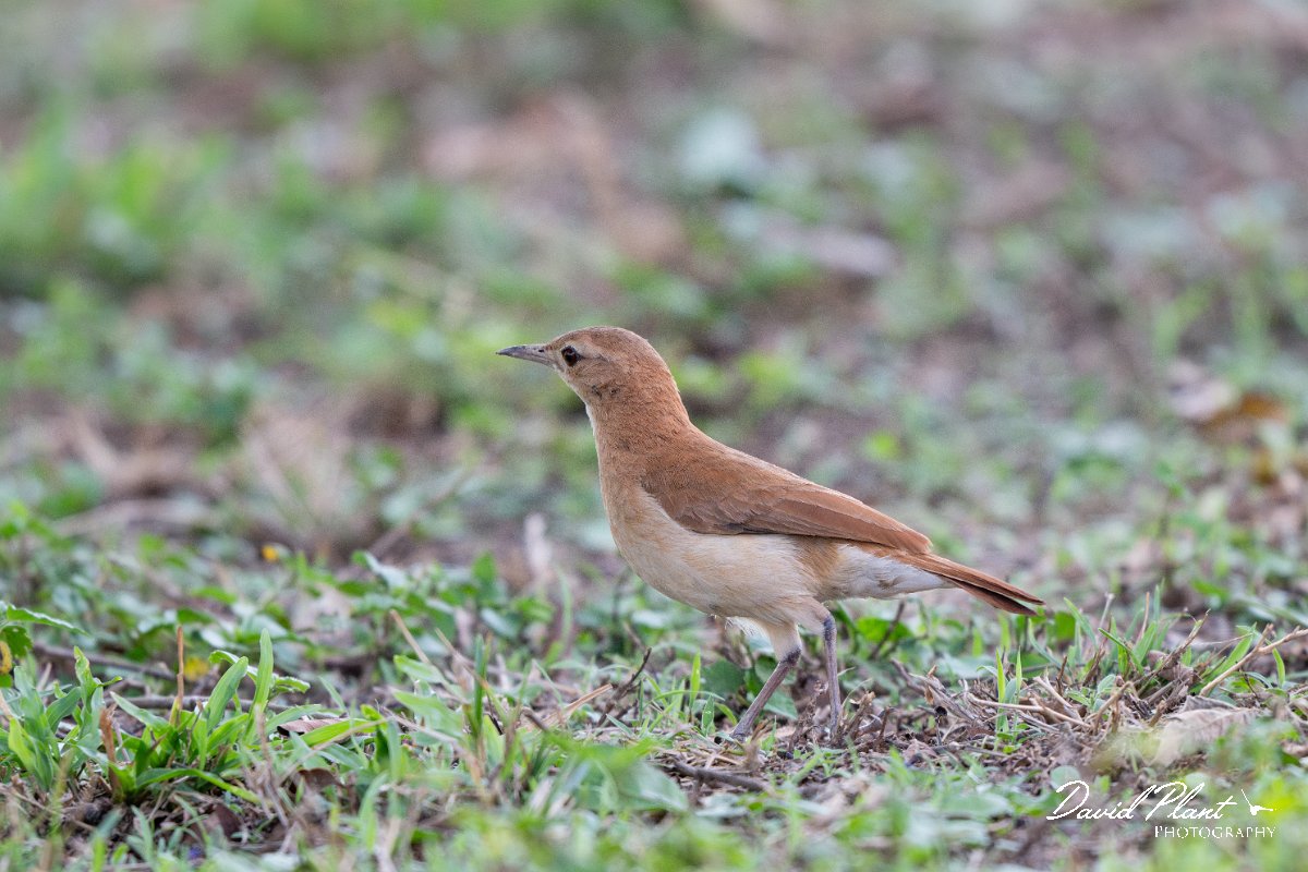 DPPhotography - Pantanal - Rufous hornero - I.jpg - Rufous hornero - Pantanal, Brazil