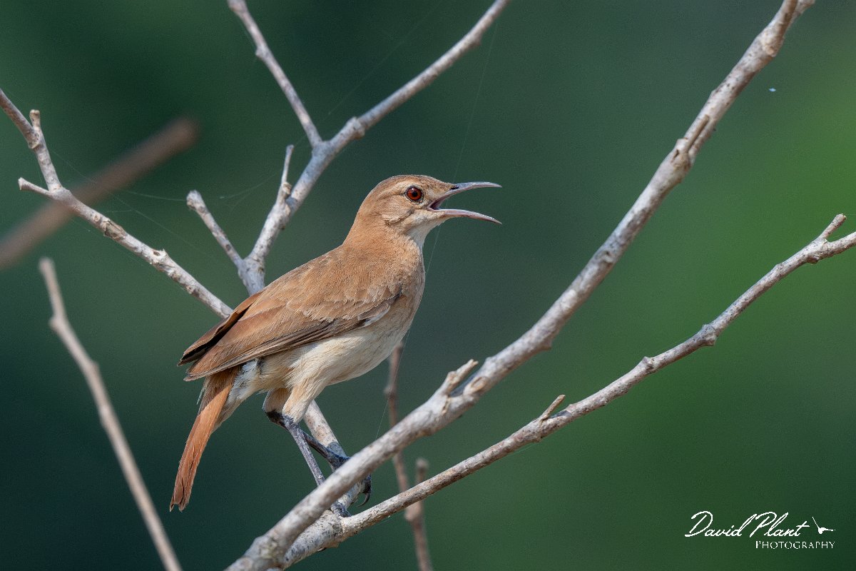 DPPhotography - Pantanal - Rufous hornero - J.jpg - Rufous hornero - Pantanal, Brazil