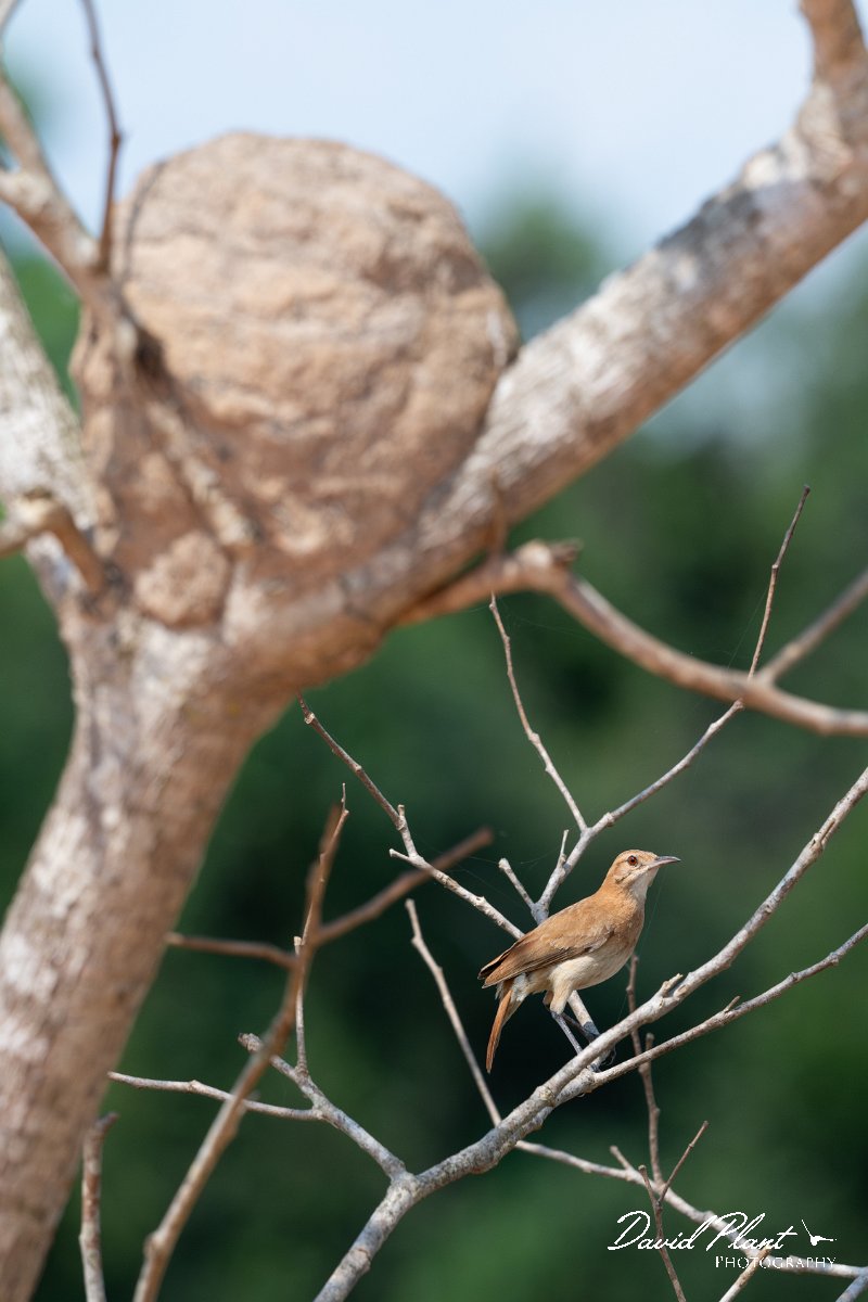 DPPhotography - Pantanal - Rufous hornero - K.jpg - Rufous hornero - Pantanal, Brazil