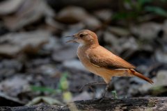 DPPhotography - Pantanal - Rufous hornero - A