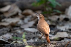 DPPhotography - Pantanal - Rufous hornero - B
