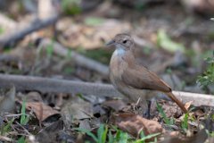 DPPhotography - Pantanal - Rufous hornero - D