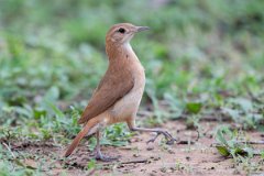 DPPhotography - Pantanal - Rufous hornero - F