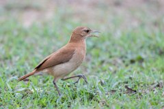 DPPhotography - Pantanal - Rufous hornero - H