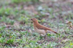 DPPhotography - Pantanal - Rufous hornero - I