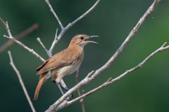 DPPhotography - Pantanal - Rufous hornero - J
