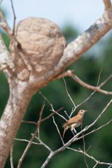 DPPhotography - Pantanal - Rufous hornero - K