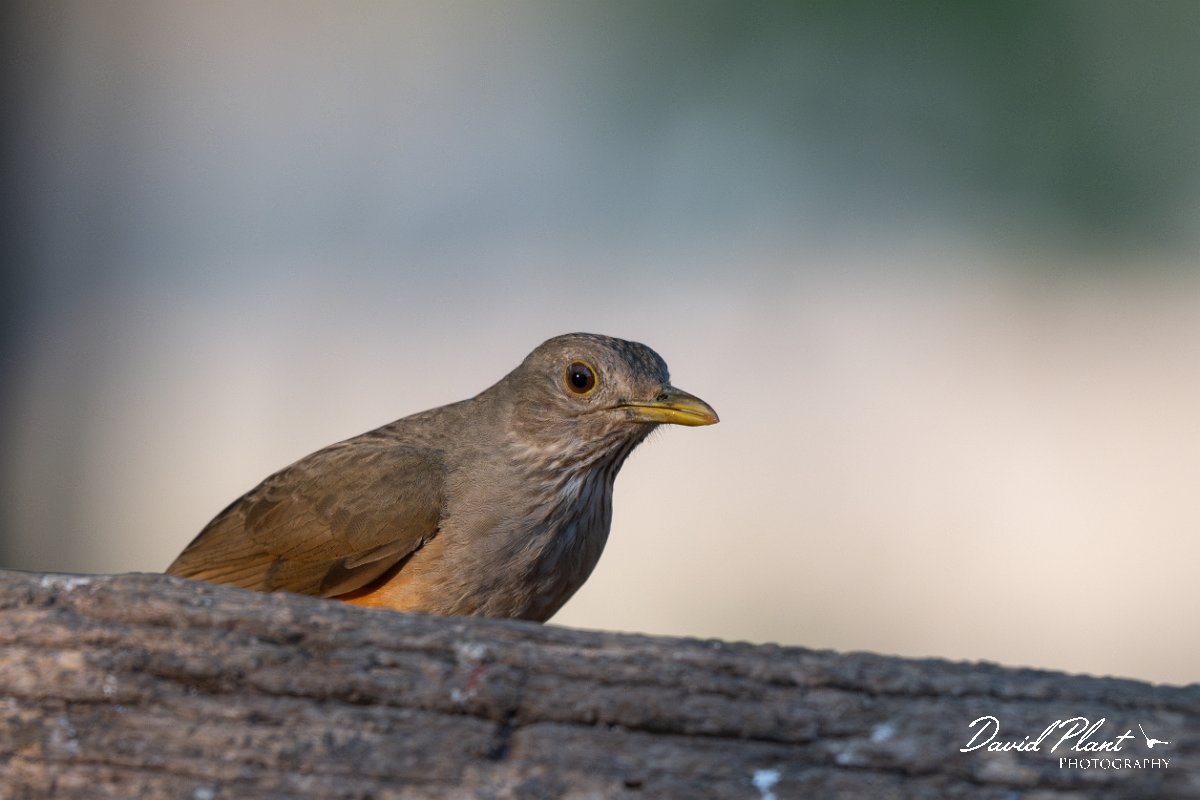 DPPhotography - Pantanal - Rufous-bellied thrush - A.jpg - Rufous-bellied thrush - Pantanal, Brazil