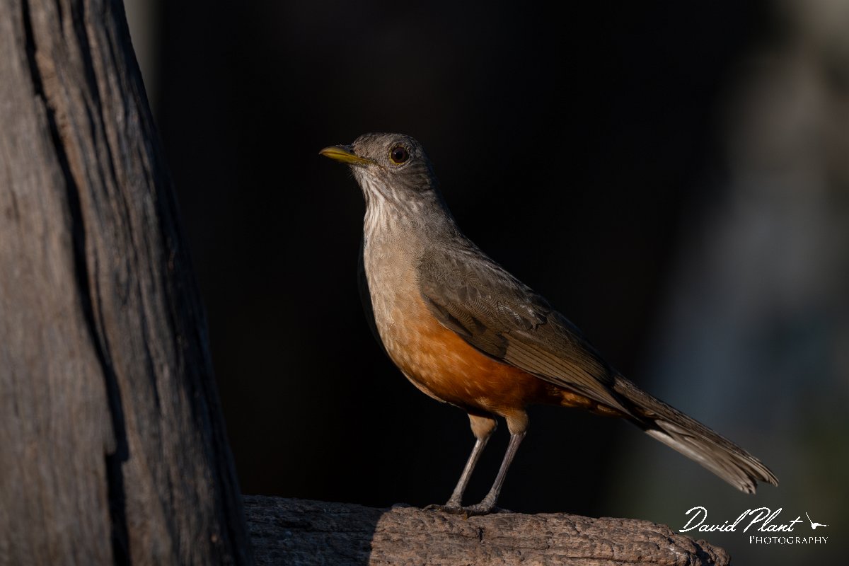 DPPhotography - Pantanal - Rufous-bellied thrush - B.jpg - Rufous-bellied thrush - Pantanal, Brazil