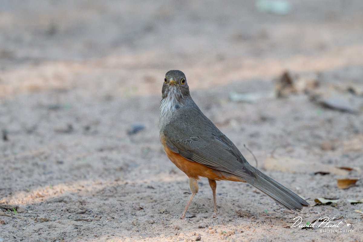 DPPhotography - Pantanal - Rufous-bellied thrush - D.jpg - Rufous-bellied thrush - Pantanal, Brazil