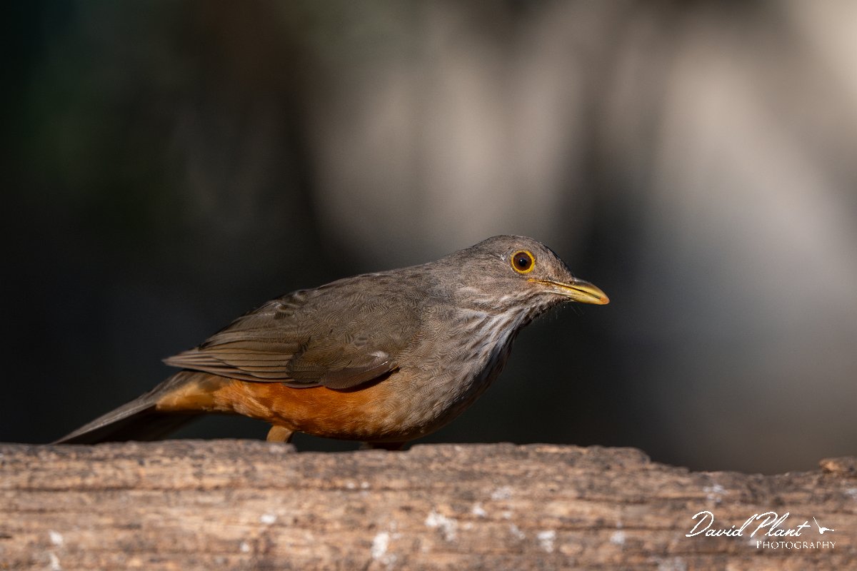 DPPhotography - Pantanal - Rufous-bellied thrush - E.jpg - Rufous-bellied thrush - Pantanal, Brazil
