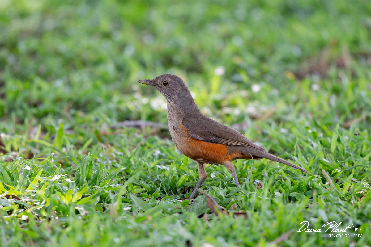 DPPhotography - Pantanal - Rufous-bellied thrush - F.jpg - Rufous-bellied thrush - Pantanal, Brazil