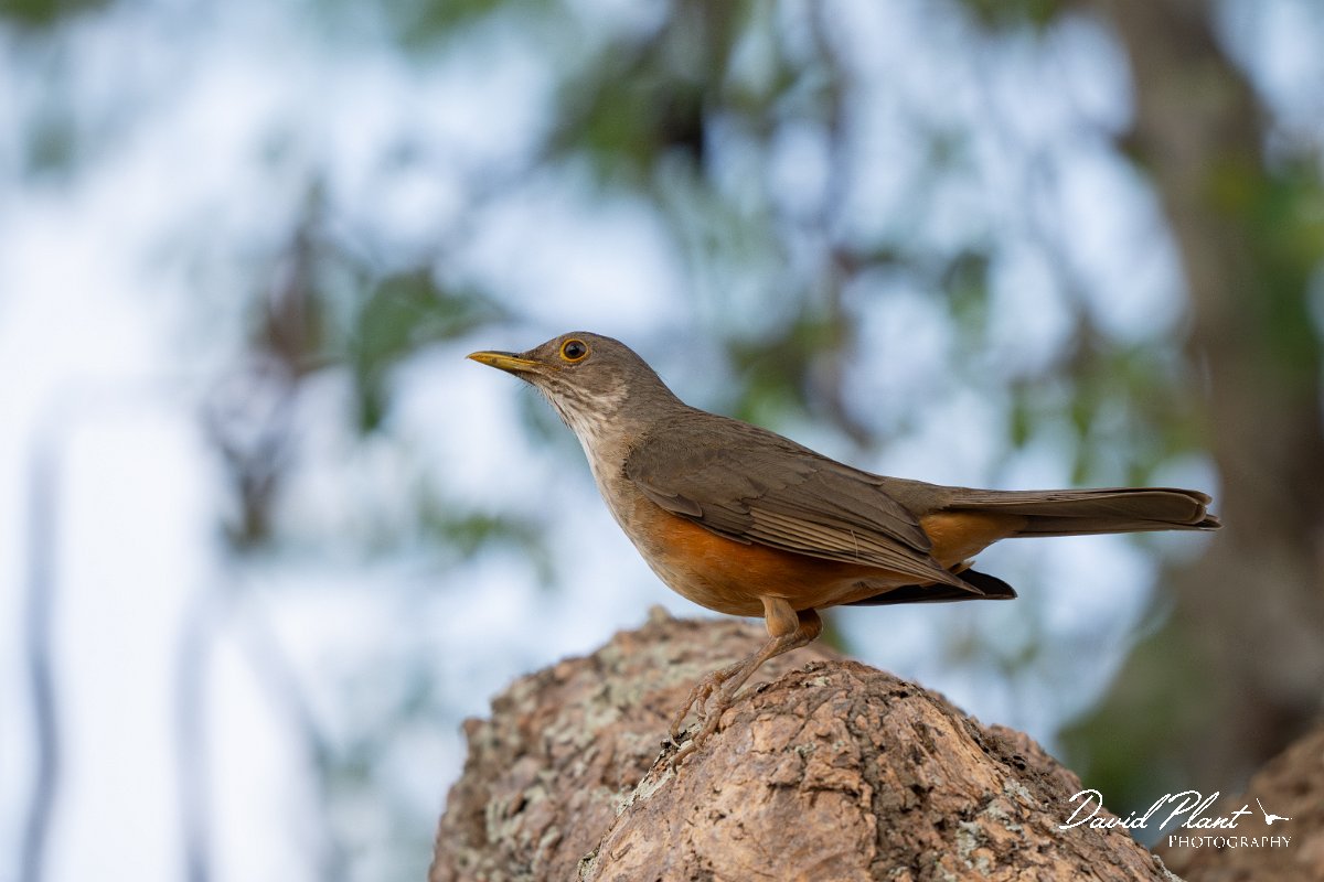 DPPhotography - Pantanal - Rufous-bellied thrush - G.jpg - Rufous-bellied thrush - Pantanal, Brazil