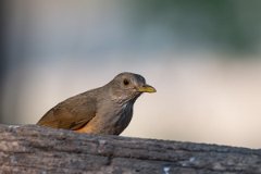 DPPhotography - Pantanal - Rufous-bellied thrush - A