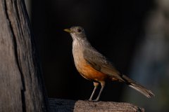 DPPhotography - Pantanal - Rufous-bellied thrush - B