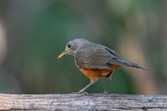 DPPhotography - Pantanal - Rufous-bellied thrush - C