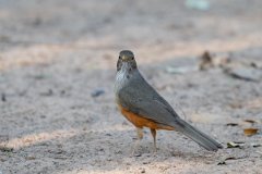 DPPhotography - Pantanal - Rufous-bellied thrush - D
