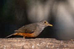 DPPhotography - Pantanal - Rufous-bellied thrush - E