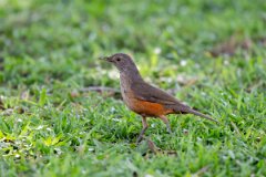 DPPhotography - Pantanal - Rufous-bellied thrush - F