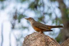 DPPhotography - Pantanal - Rufous-bellied thrush - G