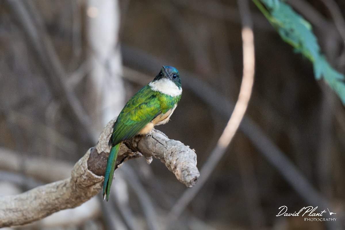 DPPhotography - Pantanal - Rufous-tailed jacamar - A.jpg - Rufous-tailed jacamar - Pantanal, Brazil