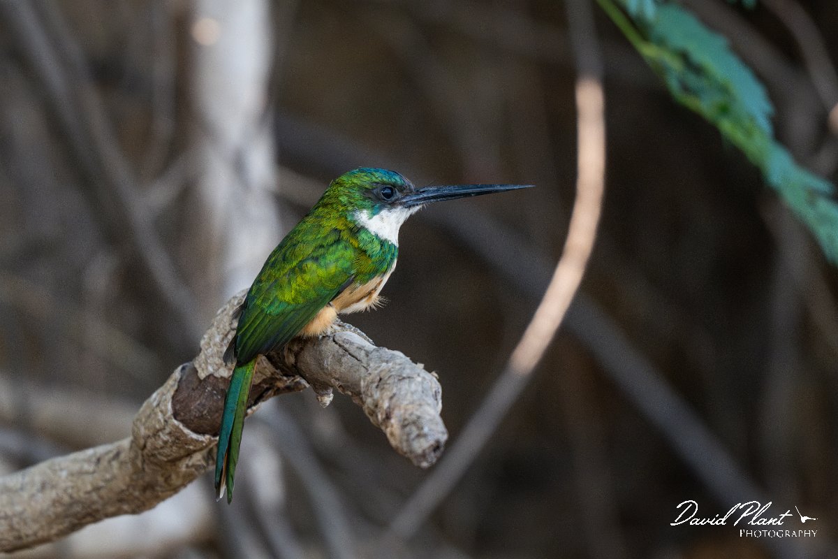 DPPhotography - Pantanal - Rufous-tailed jacamar - B.jpg - Rufous-tailed jacamar - Pantanal, Brazil