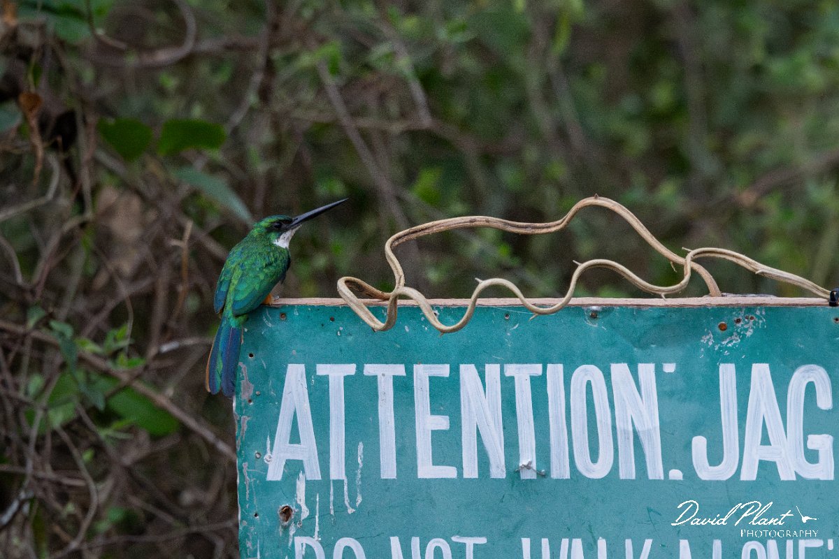 DPPhotography - Pantanal - Rufous-tailed jacamar - C.jpg - Rufous-tailed jacamar - Pantanal, Brazil