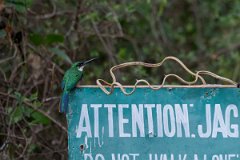DPPhotography - Pantanal - Rufous-tailed jacamar - C