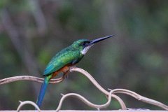DPPhotography - Pantanal - Rufous-tailed jacamar - D