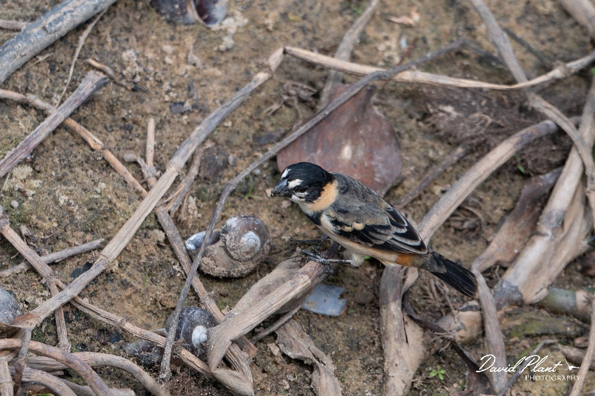 DPPhotography - Pantanal - Rufous-collared seedeater - A.jpg - Rusty-collared seedeater - Transpantaneira, Brazil