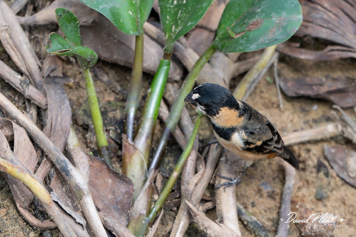 DPPhotography - Pantanal - Rufous-collared seedeater - B.jpg - Rusty-collared seedeater - Transpantaneira, Brazil