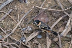 DPPhotography - Pantanal - Rufous-collared seedeater - A