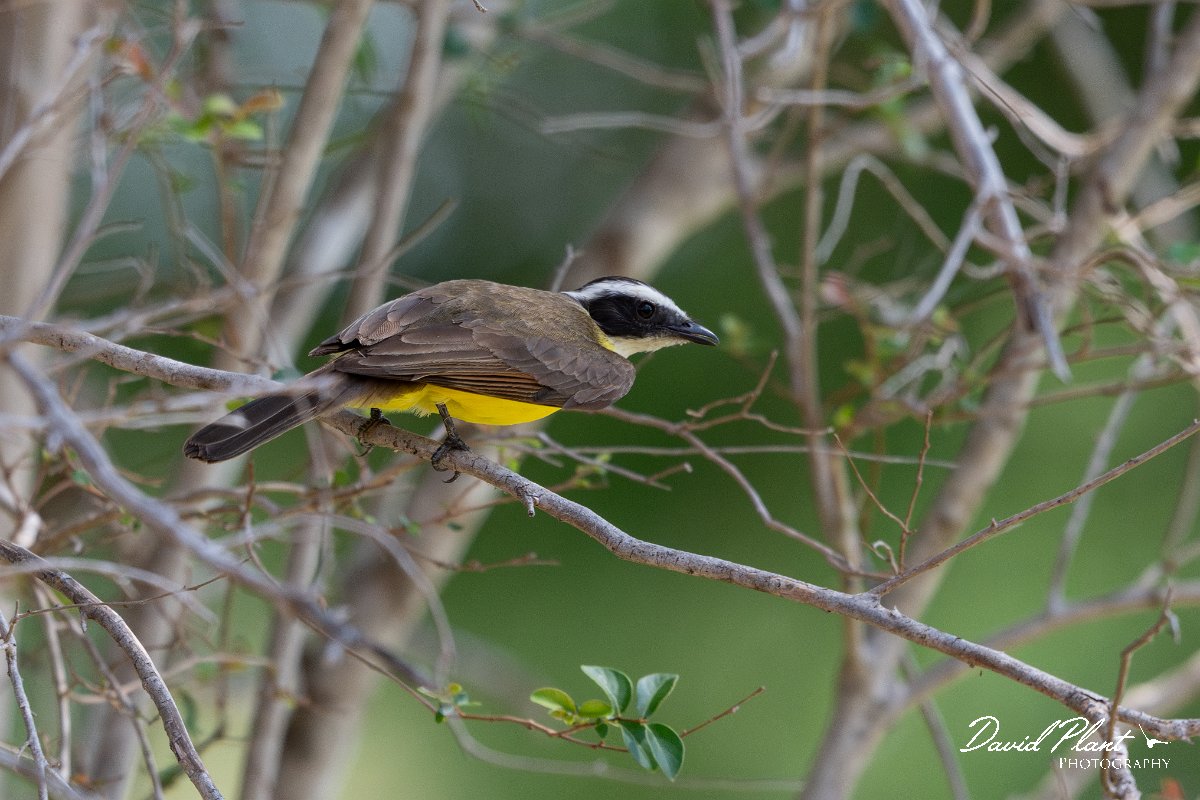 DPPhotography - Pantanal - Rusty-margined flycatcher - A.jpg - Rusty-margined flyctacher - Pantanal, Brazil