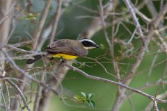 DPPhotography - Pantanal - Rusty-margined flycatcher - A