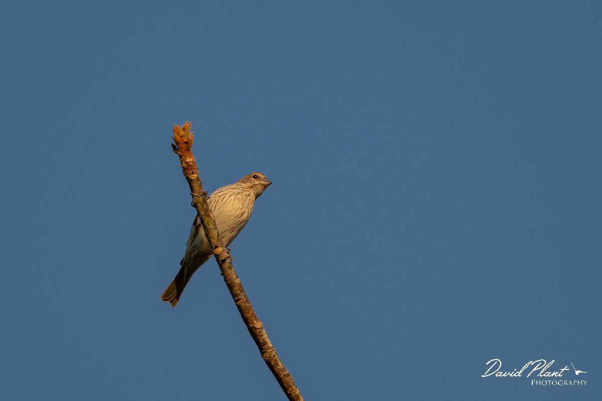 DPPhotography - Pantanal - Saffron finch - A.jpg - Saffron finch - Pantanal, Brazil