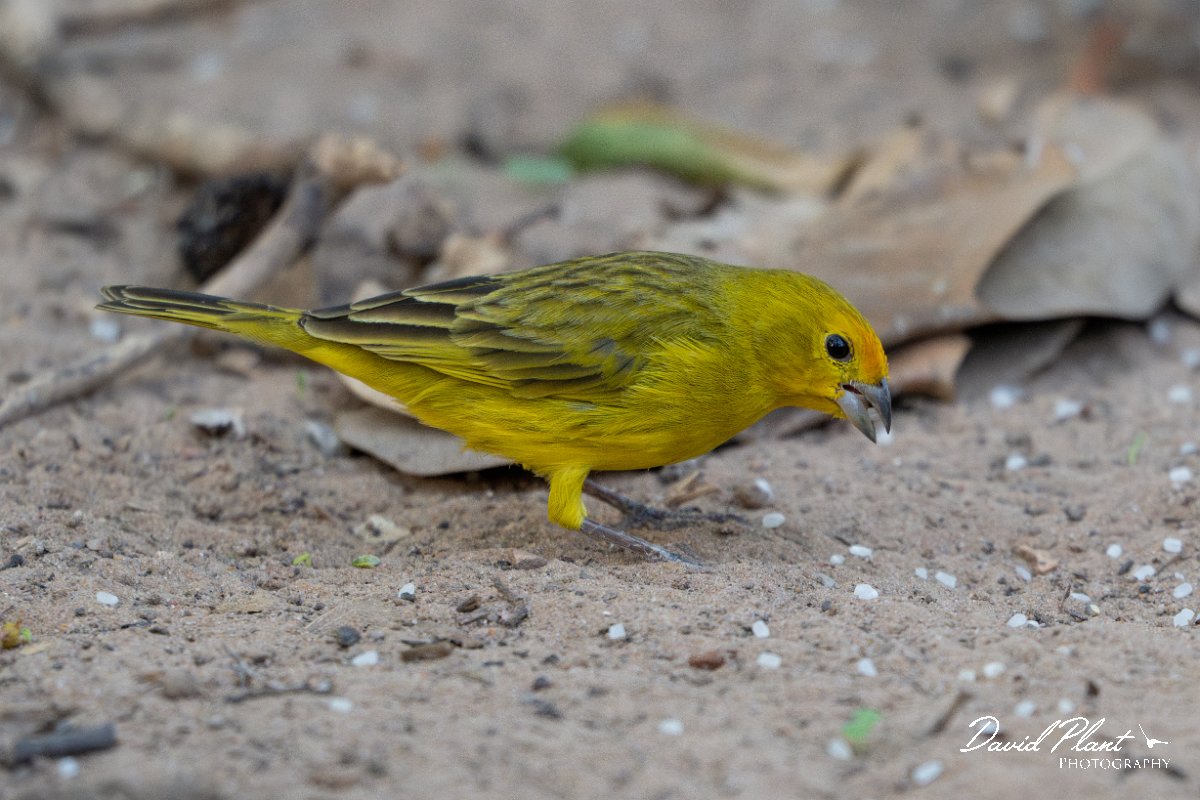 DPPhotography - Pantanal - Saffron finch - C.jpg - Saffron finch - Pantanal, Brazil