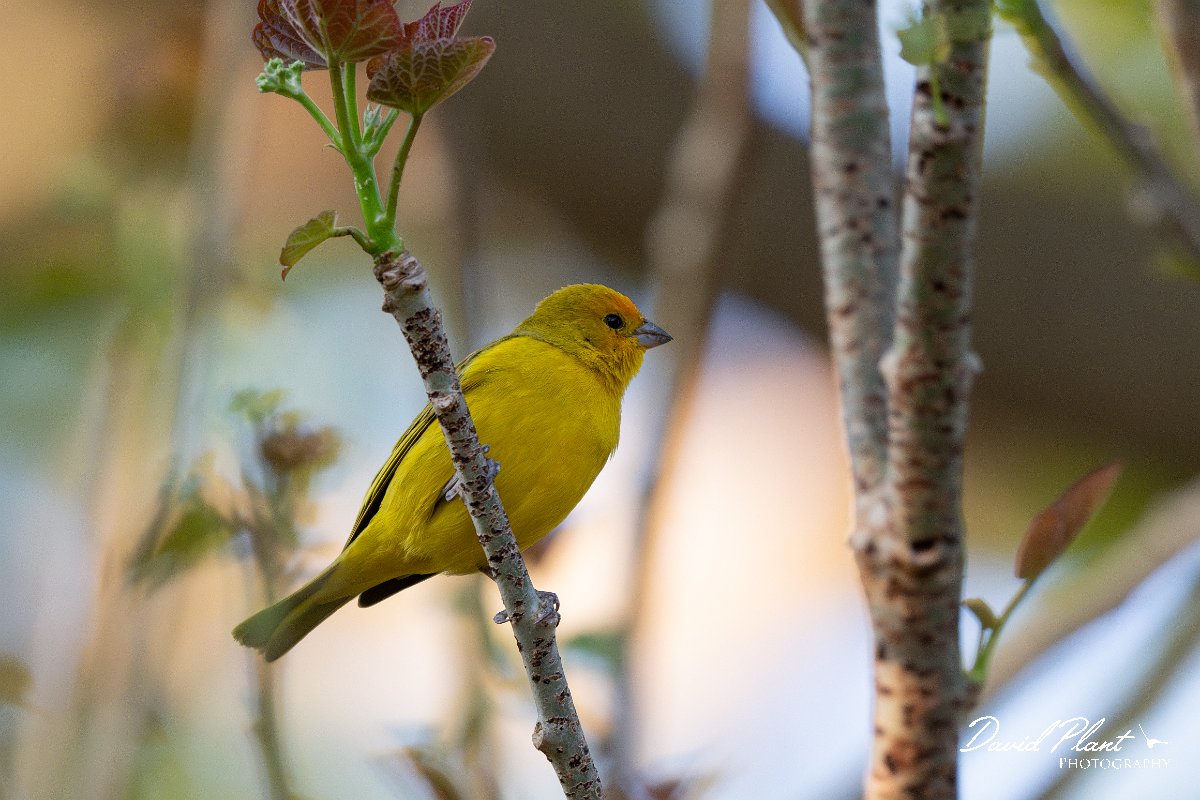 DPPhotography - Pantanal - Saffron finch - D.jpg - Saffron finch - Pantanal, Brazil
