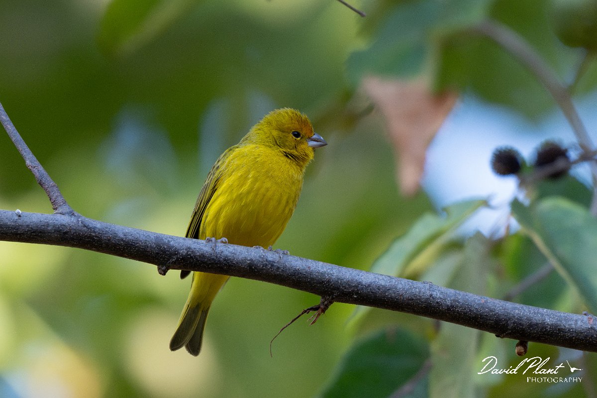 DPPhotography - Pantanal - Saffron finch - E.jpg - Saffron finch - Pantanal, Brazil