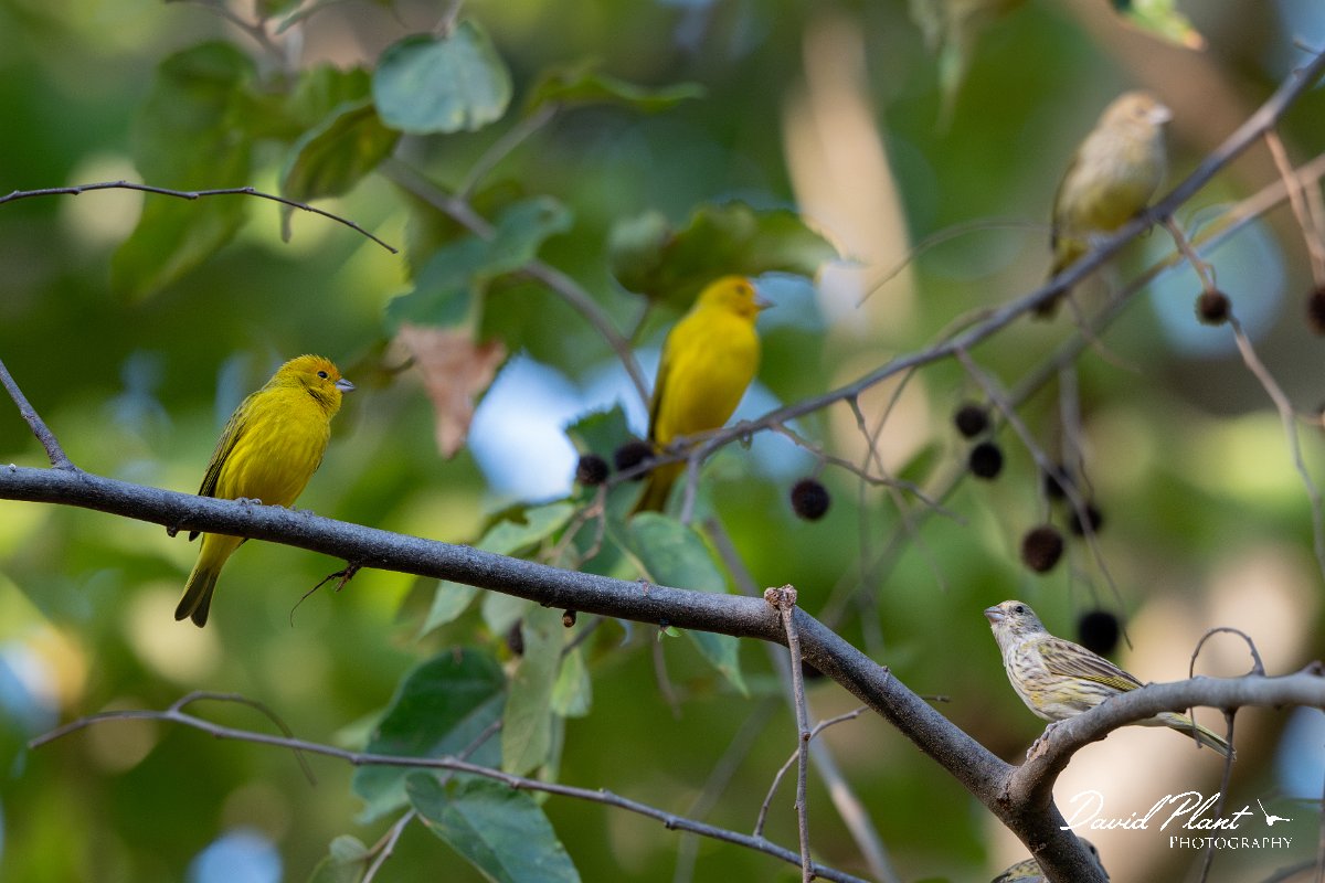 DPPhotography - Pantanal - Saffron finch - F.jpg - Saffron finch - Pantanal, Brazil