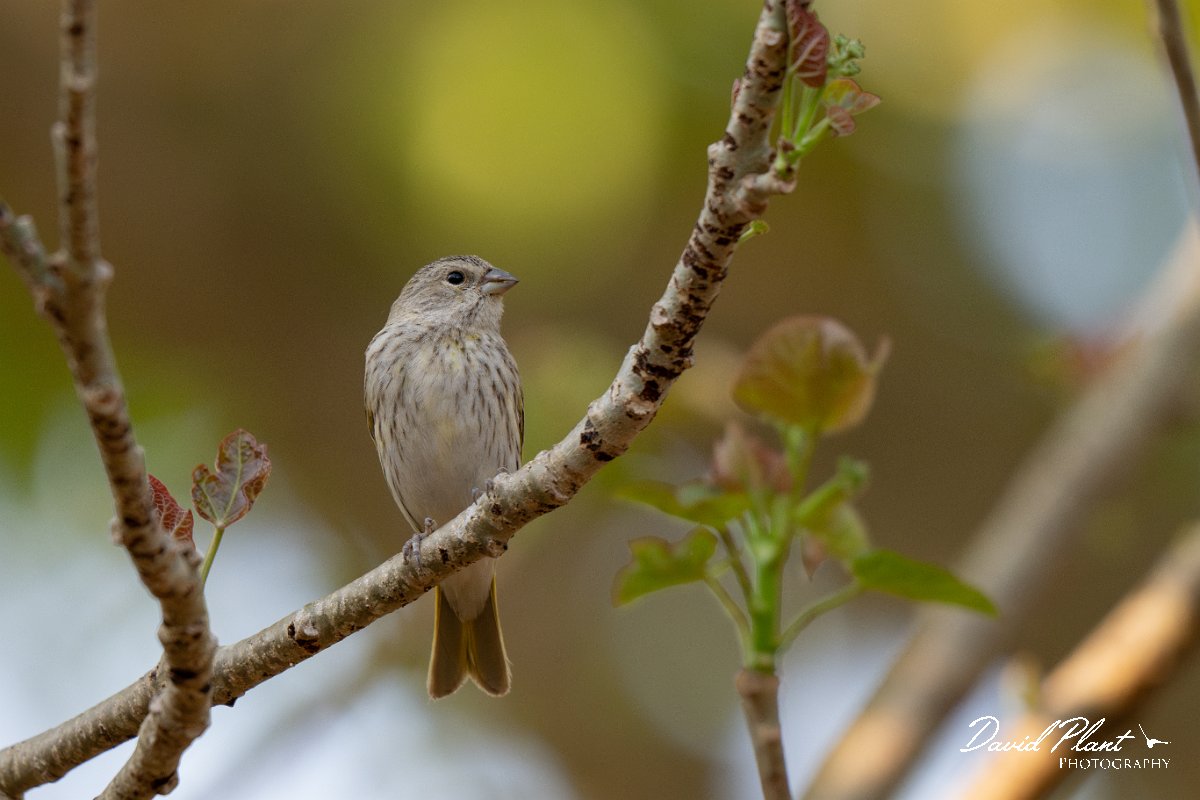DPPhotography - Pantanal - Saffron finch - G.jpg - Saffron finch - Pantanal, Brazil