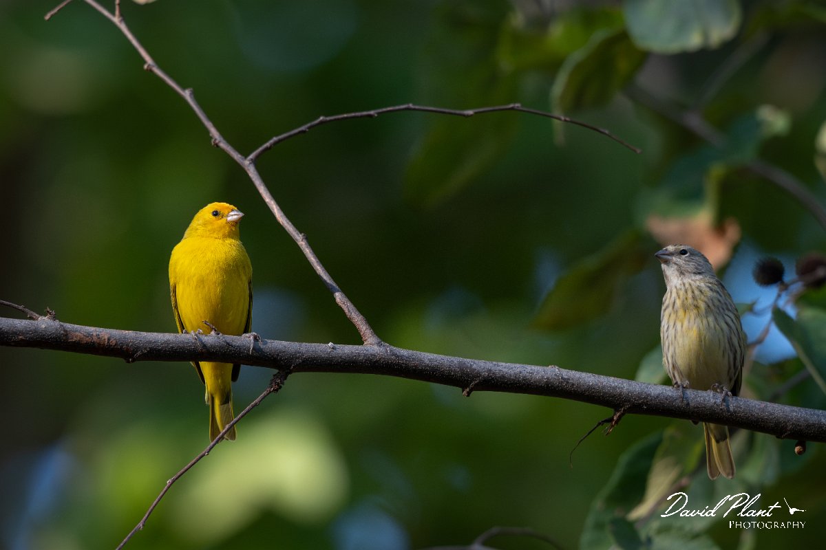 DPPhotography - Pantanal - Saffron finch - I.jpg - Saffron finch - Pantanal, Brazil