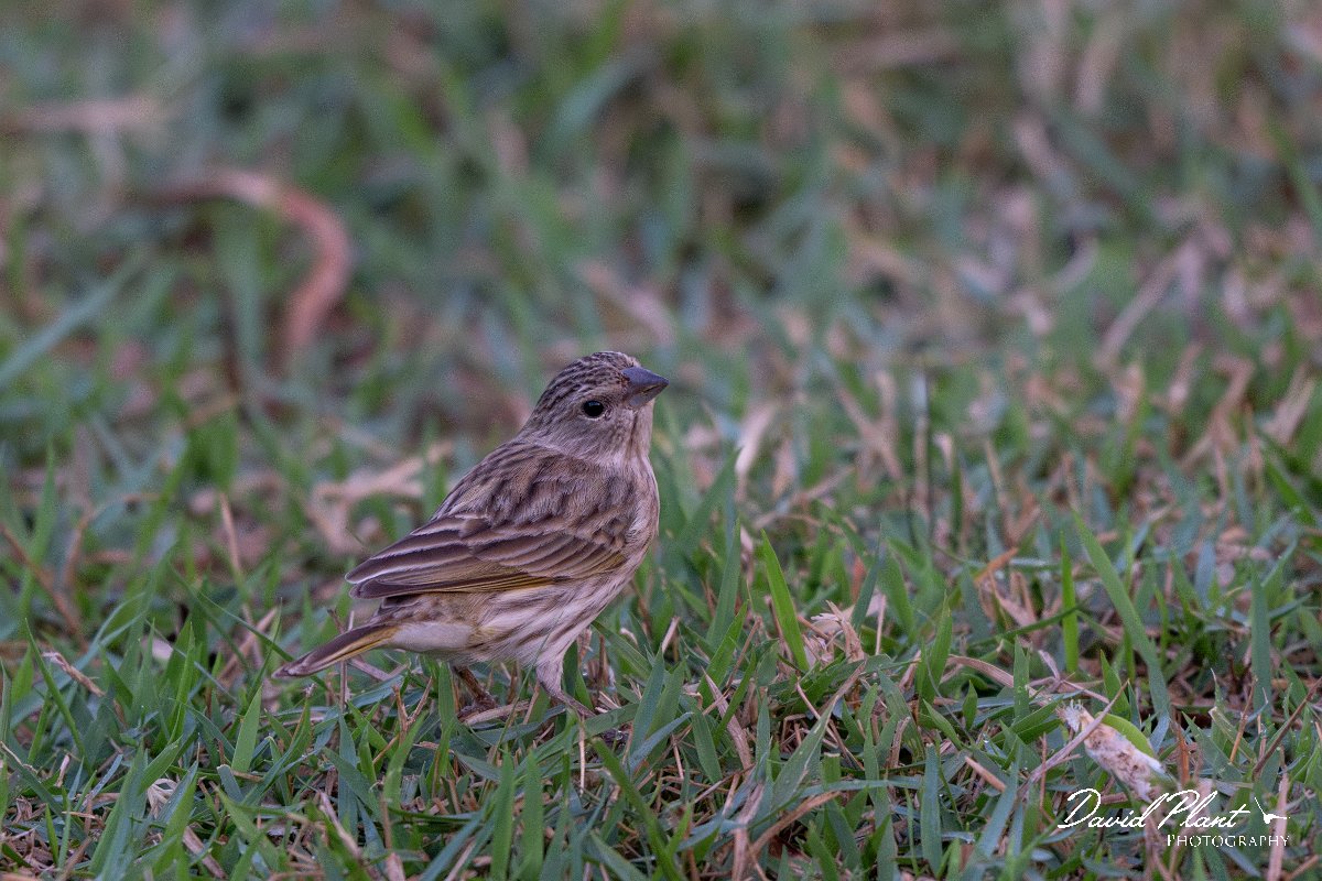 DPPhotography - Pantanal - Saffron finch - K.jpg - Saffron finch - Pantanal, Brazil