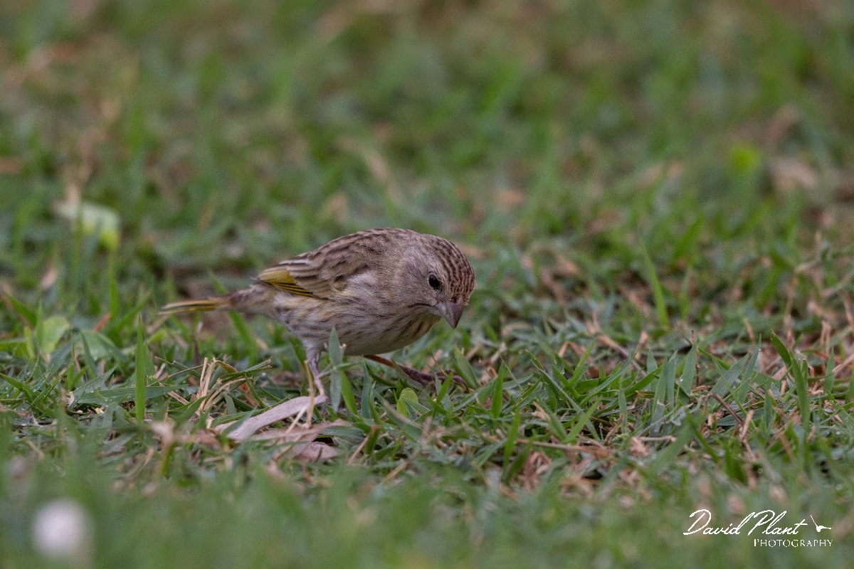 DPPhotography - Pantanal - Saffron finch - L.jpg - Saffron finch - Pantanal, Brazil