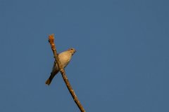 DPPhotography - Pantanal - Saffron finch - A